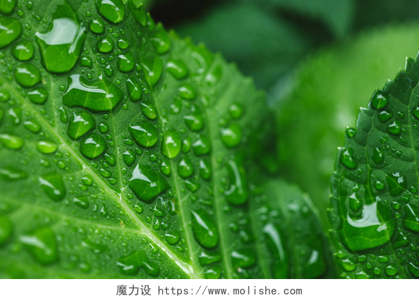 带着水珠的树叶绿叶与水滴的选择性聚焦 